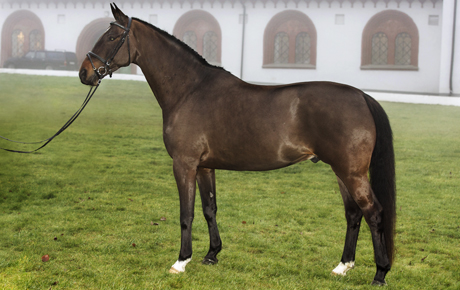 Dressyrhästen Highway