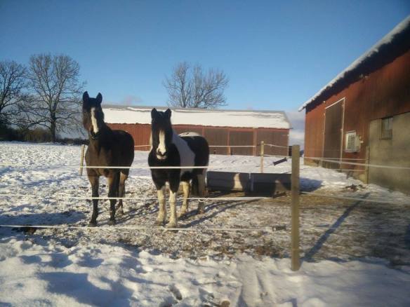 12512045_10153746170790851_1933563208_n