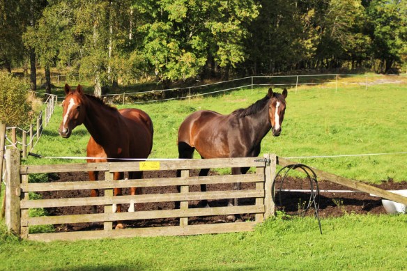 img_7834_zpskuzrjvol