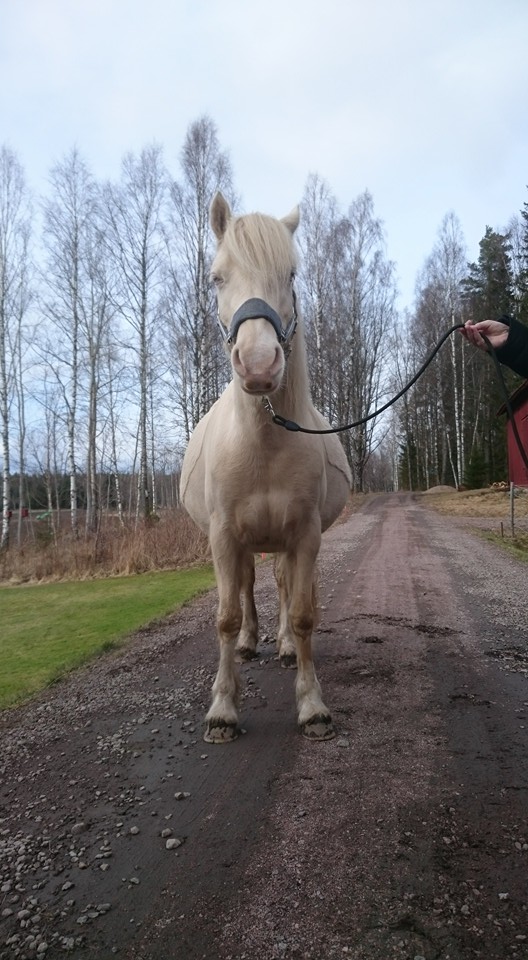 12063767_10207665244847933_5135408014797953026_n