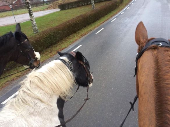 15319330_10154149013189021_525598308_n