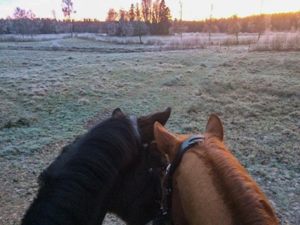 15357045_718584118293740_222314942_n