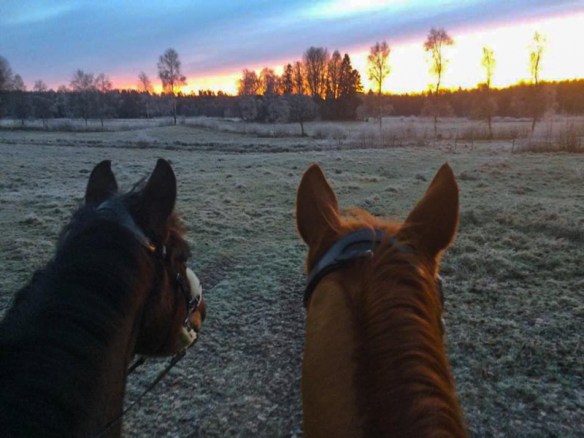 15403237_718584111627074_194071006_n