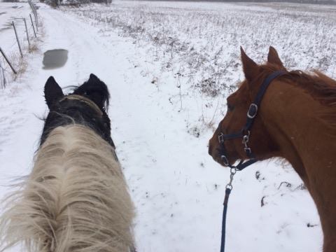 17124336_10154425023429021_359597051_n