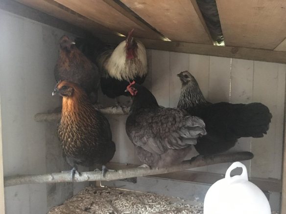 34031555_10216571411265739_8947502937358204928_n