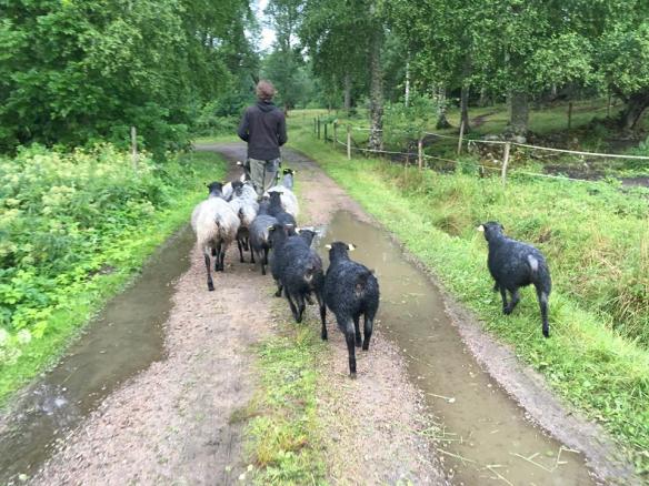 35923719_10216746100312856_8669204986611105792_n