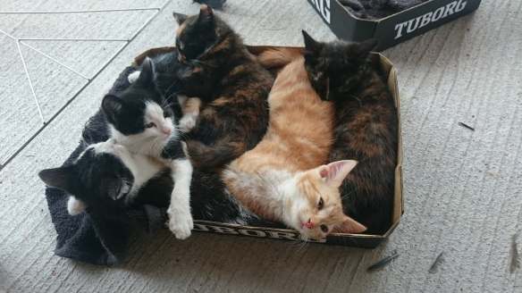 39000309_521256404972746_853335887759540224_n